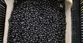 Sprzedam leśne jagody z Białorusi, zamrożone BIO – Ilości