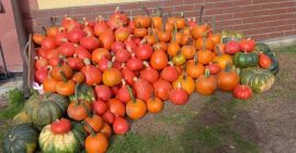 Dynia muskat hokkaido Gomez