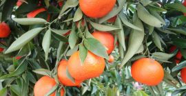 Firma Laverida sprzeda hiszpańskie klementynki. Owoce prosto z plantacji.