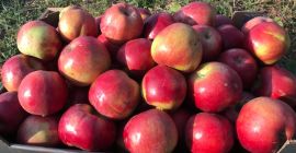 Sprzedam jabłka w dużych ilościach do spożycia lub na