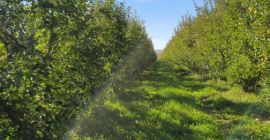 Sprzedaję duże ilości jabłek, wszystkie rodzaje, dowolny rozmiar. Szukam