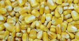 Łatwo dostępna żółta kukurydza uprawiana w Afryce, 20 ton