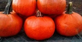 Sprzedam dynie odmiany Gomez waga od 1 kg do
