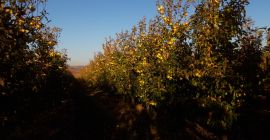 good fresh apple, if possible to pick up from