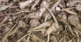 Sprzedam pietruszkę Arat, ręcznie kopana,kaliber od 2 do 5,