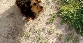 Mam do sprzedania orzechy włoskie tego roczne .