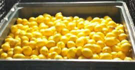 Sprzedam cytryny do Polski prosto z pola Hiszpanii opakowanie