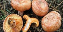 produkty mogą być wysyłane świeże, suszone i mrożone. dostępne