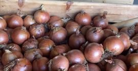 Hiszpańska cebula żółta Duża hiszpańska grupa producencka TJ Agricultura