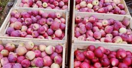 Dzień dobry. Posiadam w ilości 30 ton jabłek różnych