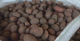 Sprzedam ziemniaki żółte czerwone pakowane po 15 kg wiązane