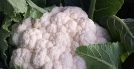 Kalafior, świeży, biały, zwarty. 2-2,5 kg / szt