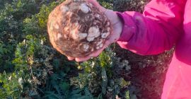 Sprzedaję niemyty seler kapitański. Jakość i ilość Variety Printz.