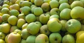 Sprzedajemy świeże i soczyste jabłka złote.