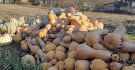 Ja sprzedaje! Biała dynia i skrzypce