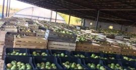 Jabłka, które biją Jabłko samego Edenu!
