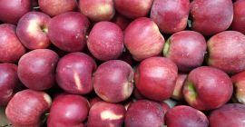 Sprzedam duże ilości jabłek polskiego producenta. Różne rozmiary