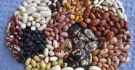 Ziarna wysokiej jakości z Ukrainy Ukraińska firma Beans Natur