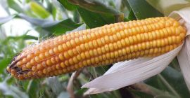 Cebir- kukurydza CEBIR jest już szeroko sprawdzoną odmianą o rekordowym wręcz wzroście i potencjale produkcyjnym świeżej masy.  Charakteryzuje ją długa kolba a tym samym duży potencjał plonu ziarna co daje możliwość produkcji kiszonki o wysokiej wartości energetycznej. Dzięki masywnym, dobrze ulistnionym roślinom ze sztywnym źdźbłem daje wysoki plon masy. Wymagania glebowe średnie do słabszych.

Zalety:
•	Bardzo duży potencjał plonowania masy kiszonkowej i ziarna
•	Rośliny wysokie i masywne
•	Długa walcowata kolba
•	Wysoki udział kolb, doskonała strawność
•	Odporność na okresowe niedobory wilgoci
•	Zdolność adaptacji i stabilnośc plonu
•	Plastyczność
•	Dzięki wysokiemu plonowi energii z jednostki powierzchni jest predysponowany do uprawy na biogaz

Cena podana za 1 j.s. = 80 000 nasion