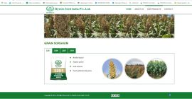 Ziarna białego sorgo 1000 quintas (100 ton) dostępne w
