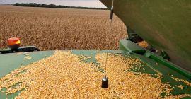 Kukurydza w dużych ilościach Pionierska wilgotność 18% -19% z