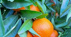 Do sprzedania mandarynka odmiana clementino.