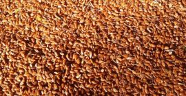 Dostarczamy siemię lniane brunatne pochodzenie Kazachstanu Parametry: Wilgotność do