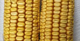 Sprzedam 10t żółtej kukurydzy pastewnej z gospodarstwa w Nagyszénás