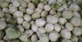 Sprzedam kapuste przemysłowa odmiana Ambrozia 3-6kg Tel. 575893697