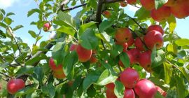 Mamy do sprzedania 20 t jabłek odmiany Rubinstar, przechowywane