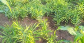 Bardzo zdrowy i ładny wygląd