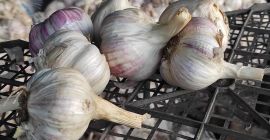 Sprzedam 500 kg czosnku ciętego z dłuższą łodygą Harnaś