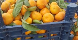 Avem in vanzare portocale, mandarynka, lamai, grejpfrut! Tara de