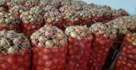 żółta i czerwona cebula, worki z siatki 25 kg
