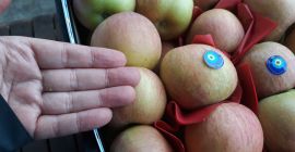Fuji Apple Ekologiczne #Mr. Orhan Veli K.# #sprzedaż(dodaj)karakaslar(kropka)net# #Mob/Whatsapp:+