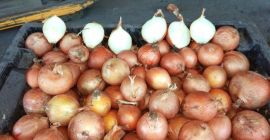 Cebula cebulowa, świetna do gotowania w restauracjach, kawiarniach, cateringu.