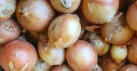 Cebula cebulowa, świetna do gotowania w restauracjach, kawiarniach, cateringu.