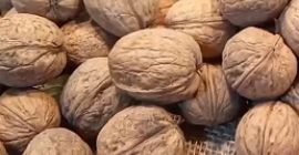 Kupujemy orzechy do walki. Pracujemy w regionach Chmielnicki, Połtawa,