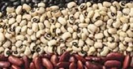 Oferujemy zakup fasoli z ukraińskiej firmy Bins Naturprodukt. Oferujemy