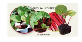 Szkółka rabarbaru Jedliński oferuje : - sadzonki rabarbaru LIDER