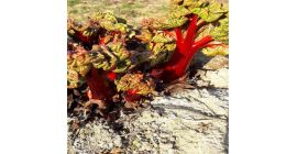 Szkółka rabarbaru Jedliński oferuje : - sadzonki rabarbaru LIDER