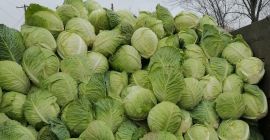 kapusta demi savoy tundra na sprzedaż ilość 100 ton