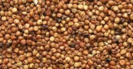 Firma skupuje len, sorgo, proso, fasolę - len brązowy,