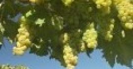 Nawóz organiczny 100% koncentrat Reprezentuje - ekstrakt bionawozu z