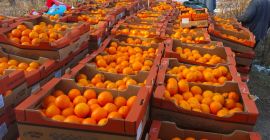 Dzień dobry, sprzedam pomarańcze do sortowania. Towar po zdarzeniu