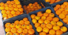 sprzedam hurtowe ilości pomarańczy navaline pochodzacych z ekologicznej uprawy w Turcji. 
cena netto 5.25 pln  z wliczoną dostawą bezpośrednio do klienta.
cena podlega negocjacji 
zapraszam do współpracy