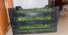 Sprzedaż świeżej sałaty przez cały rok, a inni pytają