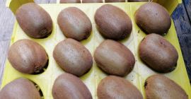 Wysokiej jakości Kiwi wyselekcjonowane z najlepszych farm na północy