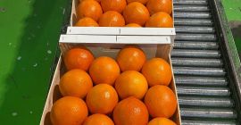 pomarańcza, kaki, oliwa z oliwek. Wszyscy z Walencji w