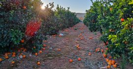 Oryginalne produkty z Walencji, oryginalne hiszpańskie hurtownie oliwy z